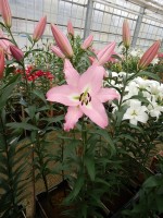 [5221 Pink Step VZ No02.JPG]